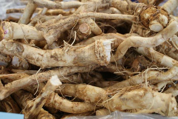 horseradish beneficial properties for men recipes