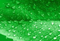 Chlorophyll: Bewertungen von ärzten