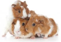 Names for Guinea pigs-boys: interesting ideas and recommendations
