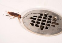 Nereden hamamböceği ve onlardan kurtulmak için nasıl