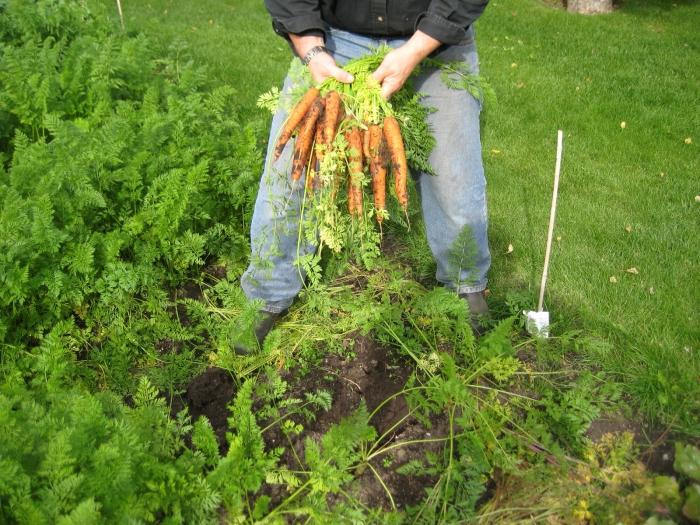 der Zeitpunkt der Pflanzung Karotten