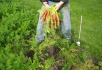 Wie erfolgt die Anpflanzung von Karotten für den Winter