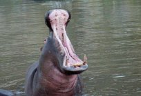 Por que o hipopótamo chamado de 