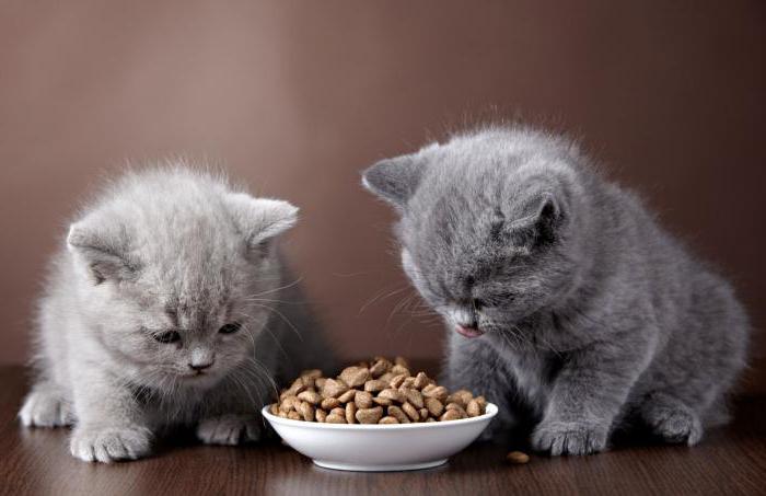 порівняння та аналіз кормів для кішок