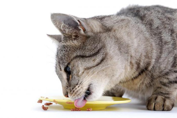 порівняння сухих кормів для кішок за складом