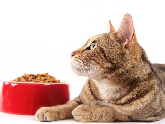 компаньйон порівняння і аналіз кормів для кішок