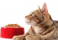 Comparación de alimento para gatos de la composición de la