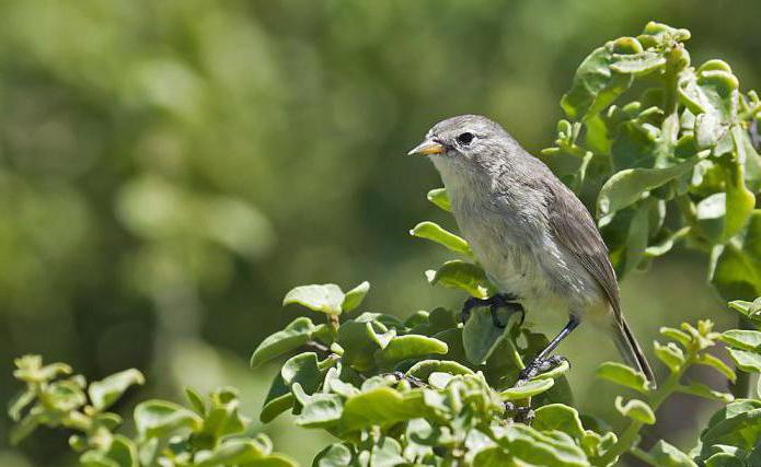 gray Warbler description