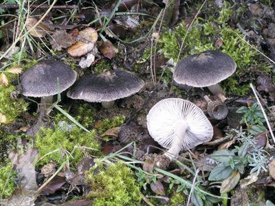 Mushrooms blewits poisonous photo
