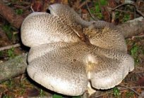 Ryadovka poisonous (tiger): a fungus that is dangerous to health