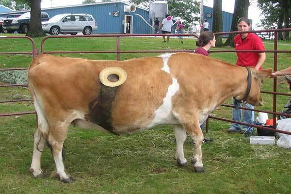 Чому коровам роблять дірки в боці