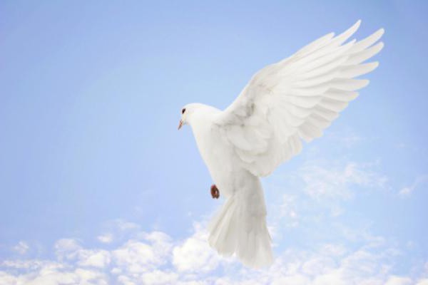 what is the occasion of the international day of peace