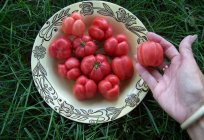 Beschreibung und Bewertungen: Tomaten 