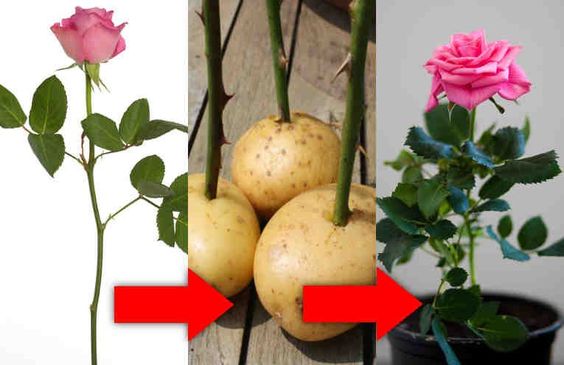 roses from potatoes