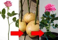 How to grow a rose from a bouquet at home?