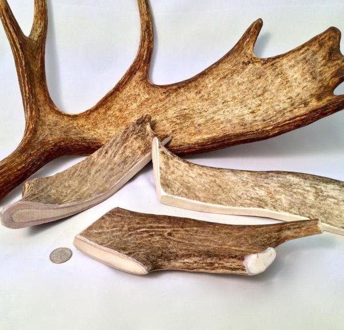where to buy deer antlers for dogs