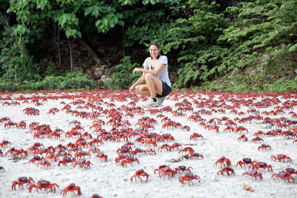 Migration roten Krabben auf der Weihnachtsinsel in Australien
