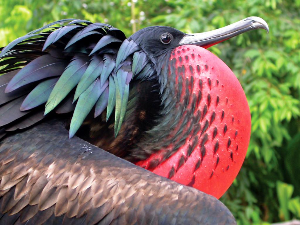 Auf der Pazifik-Insel Weihnachten viele Vögel