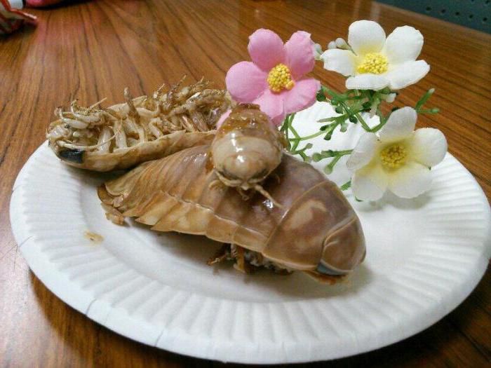 morskiej karaluch jest jadalne