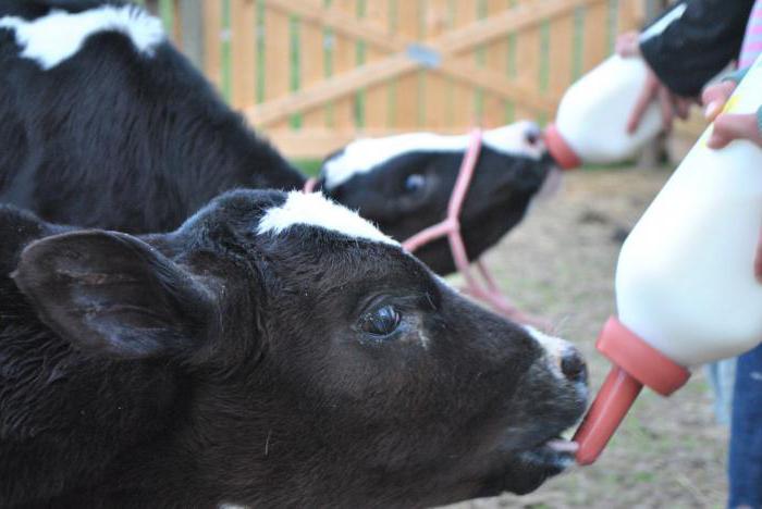 feeding the calf to a month