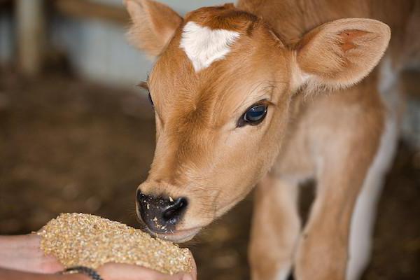 feeding the calves milk