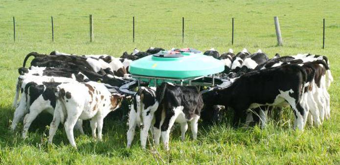 feeding the calf from birth