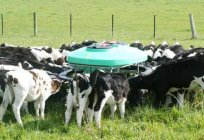 給食の牛の食生活ルール