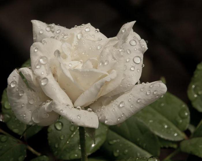 biała róża sennik