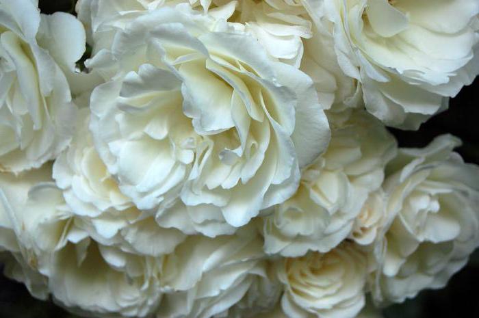 ver, em sonho, as rosas brancas