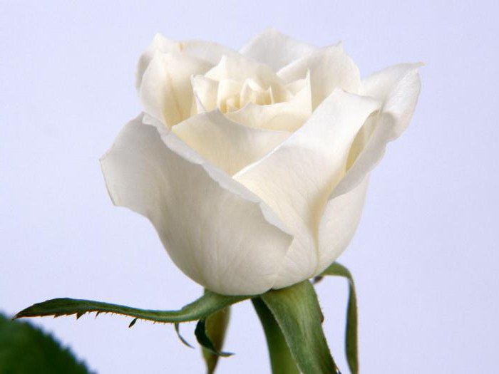 Strauß weißer Rosen im Schlaf