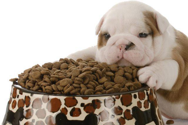 dry food true friends for dogs