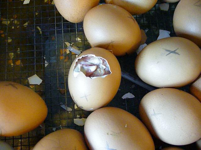 Inkubator für Eier Blitz