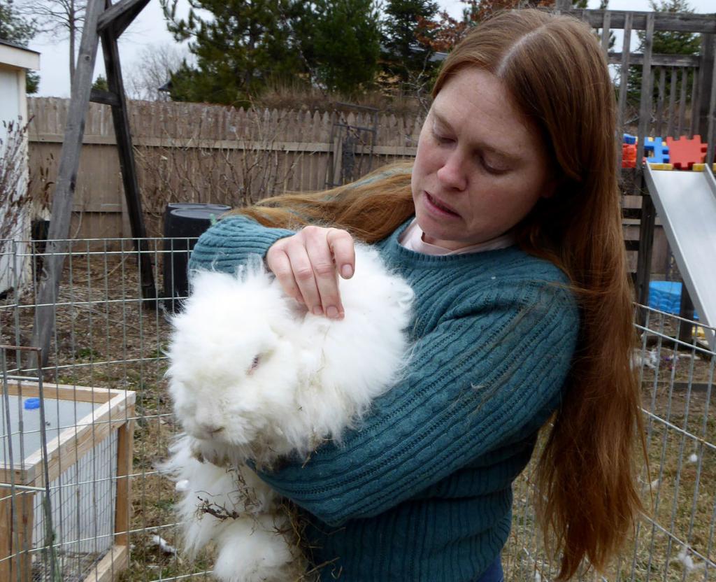 Розведення ангорських кроликів