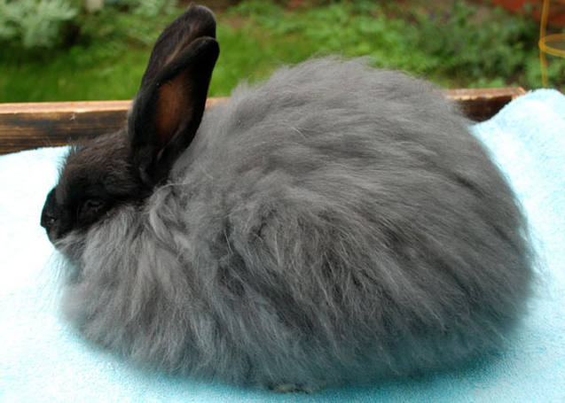 French downy rabbit