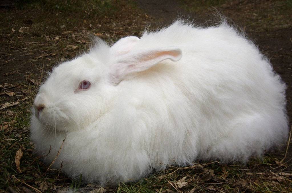Biały пуховый królik