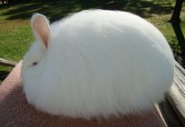 Precioso ejemplar de angora rabbit: la fotografía, el contenido, la cría de