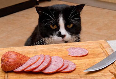 Katze weiß deren Fleisch gegessen Sinn