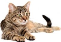 Why cats trample with their paws: answers from experts