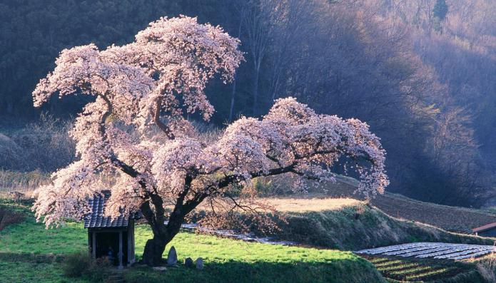drzewa kwitną sennik