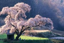 Sennik: kwitnące drzewo - znak powodzenia