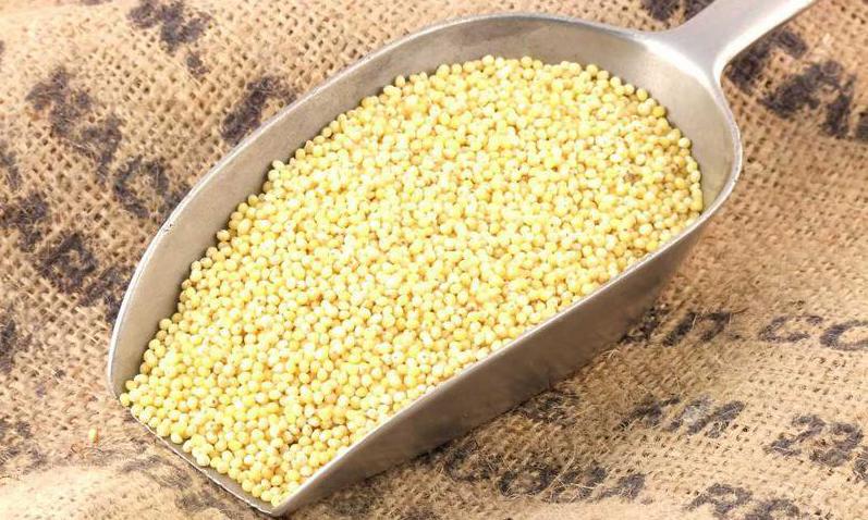 Useful properties of millet for the human body