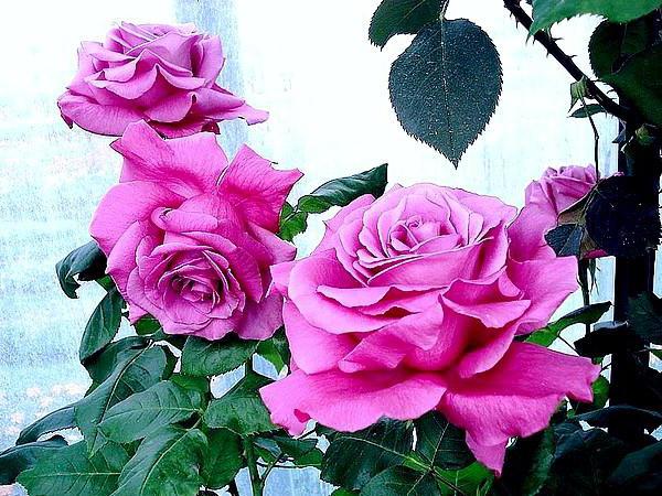 Róża Claude Брассер
