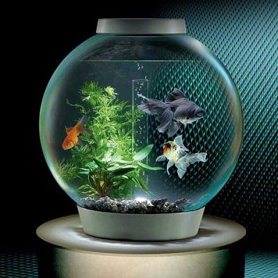 variedades de peixe de aquário