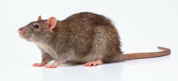  Pflege und Ratten zu Hause