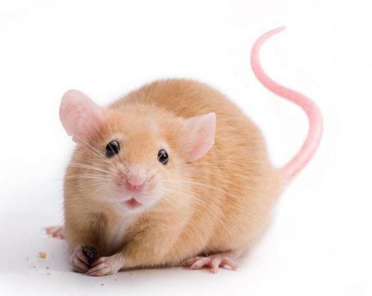 ¿cuánto vive una rata en casa