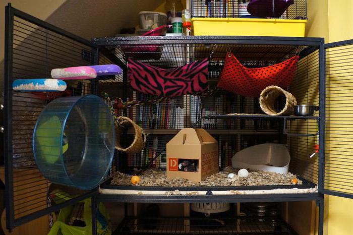 home cage for rats