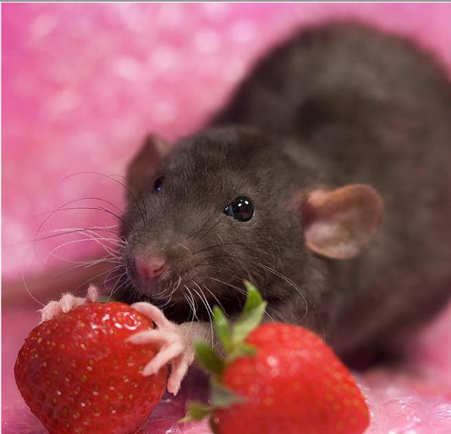 domowe szczury karmienie
