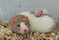 Strona szczur: opinie, spis treści, pielęgnacja, żywienie, hodowla. Ile żyje szczur w warunkach domowych