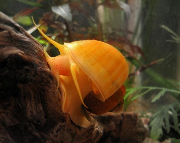 aquarium snails ampulyarii