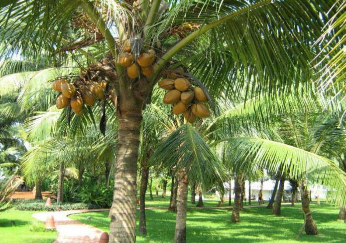 gdzie rosną kokosy